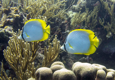 Butterflyfish are so cool, man.